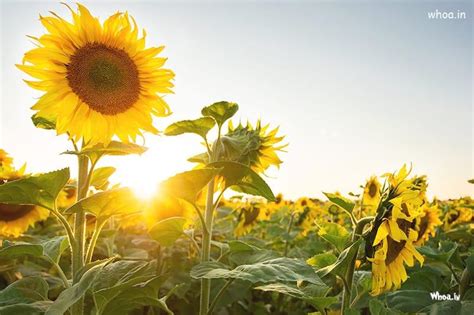 Natural HD Sunflower Pictures , Natural Sunflower Images