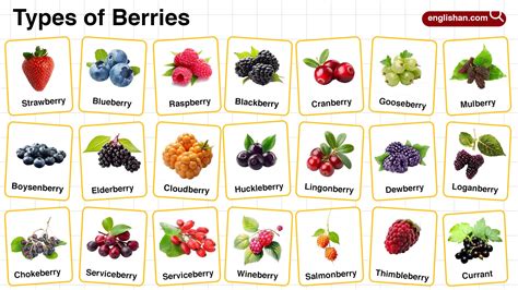 Types of Berries in English with their Pictures