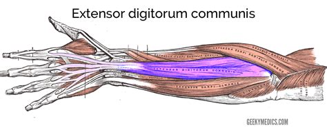 Image result for Extensor Digitorum Communis