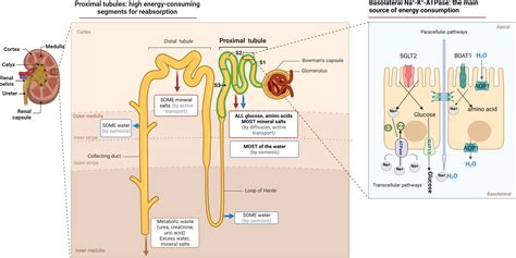 Frontiers | Crosstalk between proximal tubular epithelial cells and other interstitial cells in ...