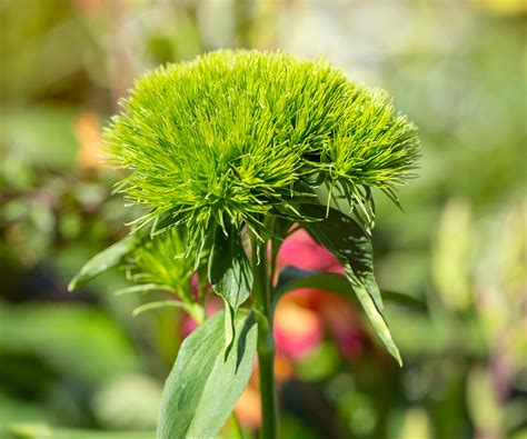 Green Ball Dianthus