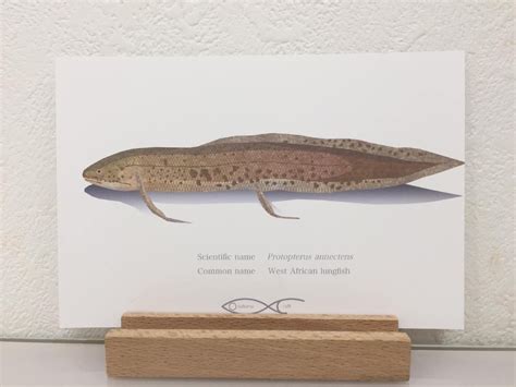 Protopterus annectens(West African lungfish) Drawing Postcard ...