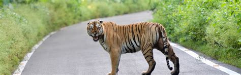 Top 10 Tiger Reserves in India | Best Tiger Reserves in India