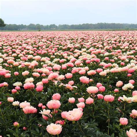 When and Where Are Peonies in Season? Time to Find Out!
