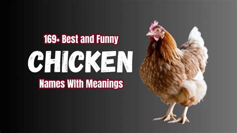 169+ Best And Funny Chicken Names With Meanings - Namesbranch.com