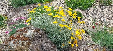 Eriophyllum lanatum - Oregon Sunshine — Black Dog