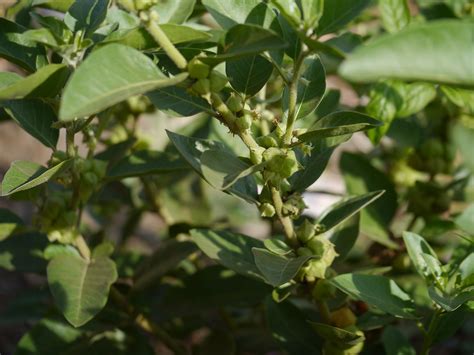 Kuvatulokset haulle ashwagandha