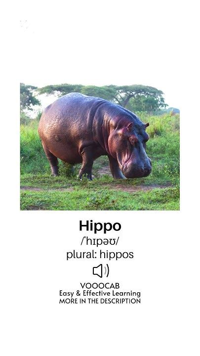 Hippo - Pronunciation, English Phonetic Transcription, Plural Form/Wild ...