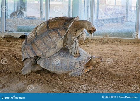Two turtles having sex stock photo. Image of aquatic - 286415392