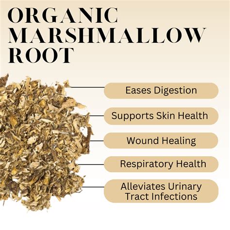 What is Marshmallow Root Tea? History, Benefits, & More – Full Leaf Tea ...