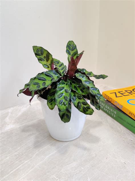 Buy Calathea Plant Online India at the Lowest Price – ChhajedGarden.com