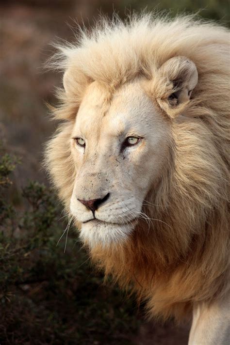 White Lion Species