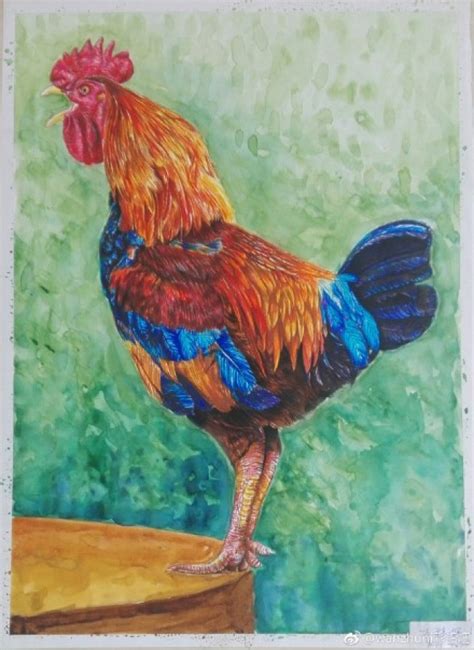 大公鸡彩铅画手绘教程图片 公鸡的彩铅画怎么画 公鸡的彩铅画法[ 图片/9P ] - 才艺君