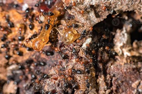 Red head ant honeypot Myrmecocystus close up macro 20225169 Stock Photo ...
