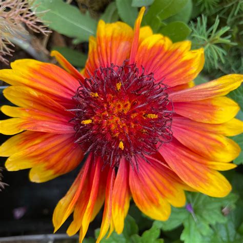 Gaillardia x grandiflora 'Mesa Bright Bicolor' (Mesa Series) - Harley ...