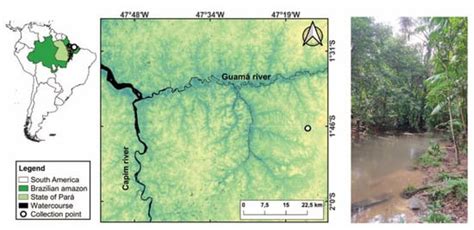 The Complete Mitogenome of Amazonian Hyphessobrycon heterorhabdus ...