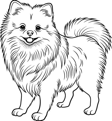 A black and white drawing of Pomeranian dog. Hand drawn outline of ...