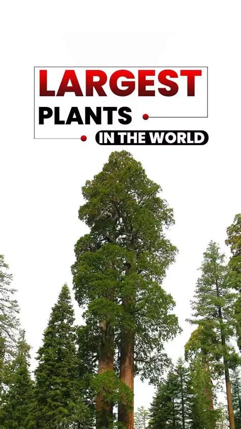 Top 6 Largest Plants in The World