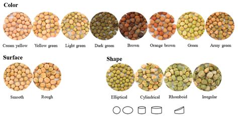 A Comprehensive Review of Pea (Pisum sativum L.): Chemical Composition ...