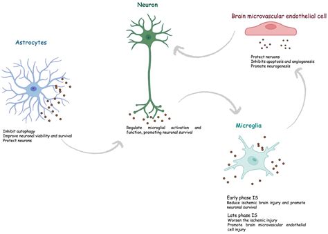 Exosomal miRNAs as Biomarkers of Ischemic Stroke