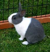 Image result for Baby Dutch Bunnies