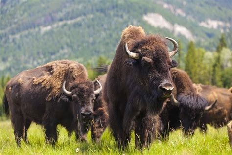 Group Of Buffalo