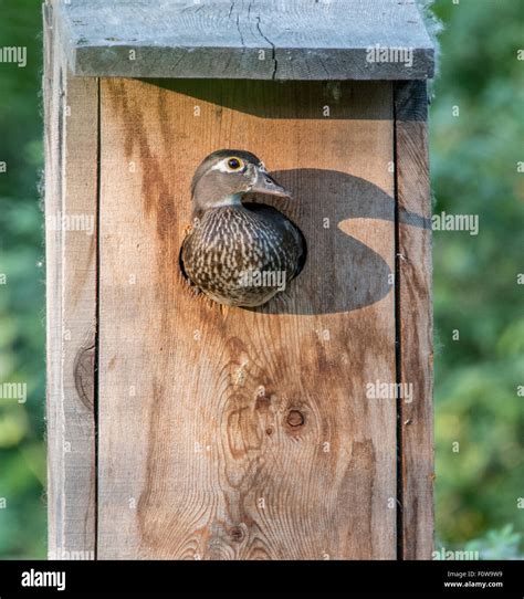 Wood Duck Nest