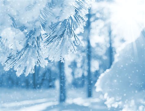 冬日白雪皑皑的松枝景观素材-高清图片-摄影照片-寻图免费打包下载
