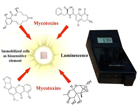 Immobilized Luminescent Bacteria for the Detection of Mycotoxins under ...