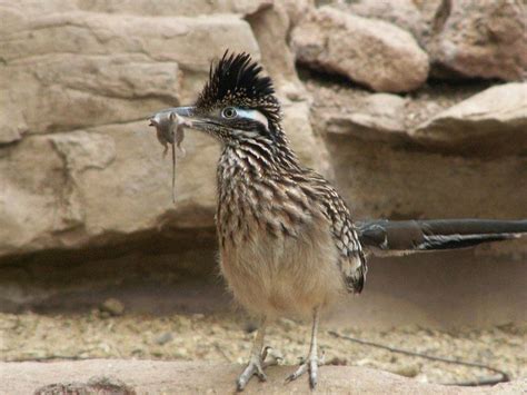 Lesser RoadRunner 的图像结果