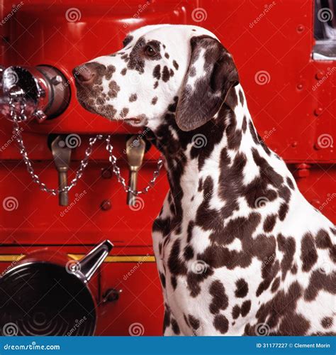 Dalmatian headshot stock image. Image of fire, mammal - 31177227
