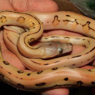 Reticulated Python vs Ball Python 的图像结果