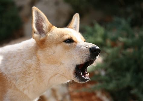 How to Stop Your Dog from Barking—Without Yelling | Trusted Since 1922