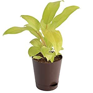Ugaoo Philodendron Ceylon Golden with Self Watering Pot : Amazon.in ...