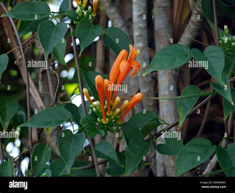 The orange flower of the flamevine or orange trumpet vine (Pyrostegia ...