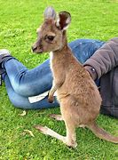Image result for Funny Baby Kangaroo