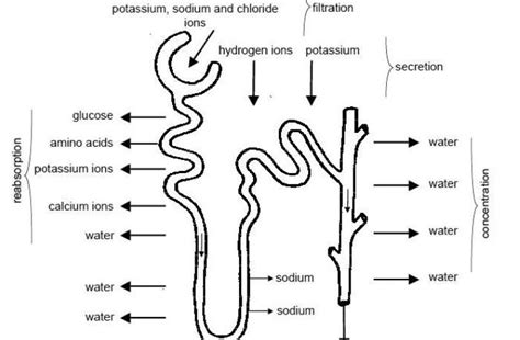 a hormone that affects urine formation is - Brainly.in