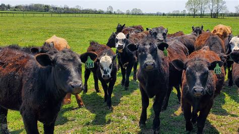 Contact — Evans Family Ranch