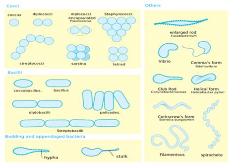 Image result for Classification of Bacteria