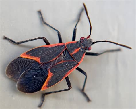 Boxelder Bug ထိန်းချုပ်မှု- Boxelder Bugs များကို ဖယ်ရှားနည်း - POMAIS ...