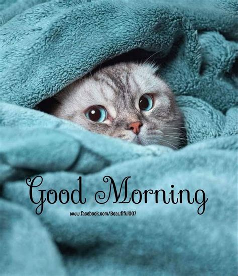 Good Morning Messages | Morning cat, Good morning hug, Good morning cat