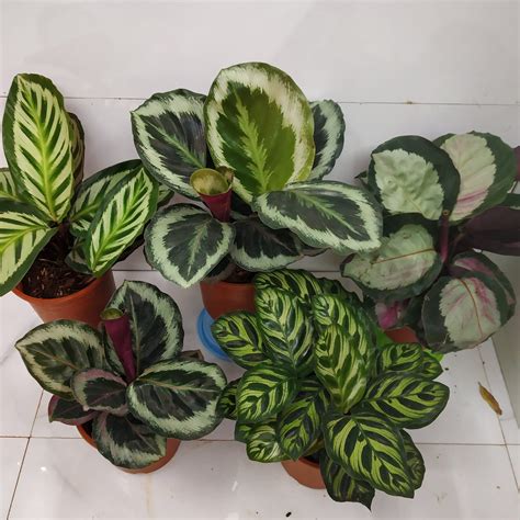 Calathea Plant Varieties