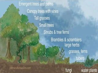 Forest Environment 的图像结果