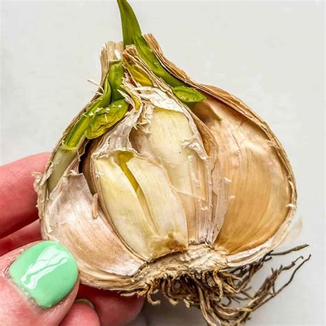 How to Tell if Garlic Has Gone Bad (with photos!) - This Healthy Table
