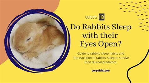 Do Cottontail Rabbits Sleep With Their Eyes Open at Beverly Wesson blog