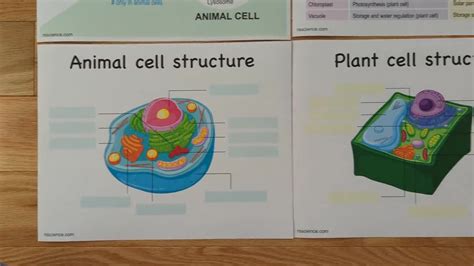 Plant Cell Structure 的图像结果