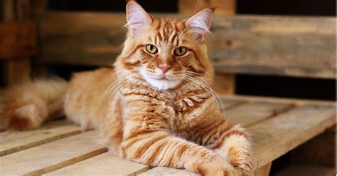 Image result for String Operations in Data Structure