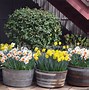 Image result for Spring Bulbs in Pots