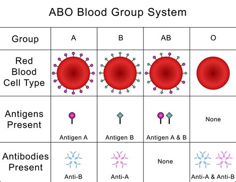 Genotype Chart For Blood Types at Larry Hinojosa blog