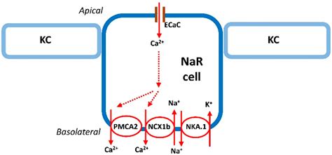 The Control of Calcium Metabolism in Zebrafish (Danio rerio)
